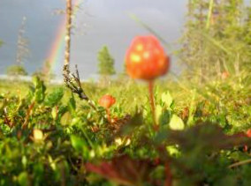 Vålkojan Naturby - Timber cottages
